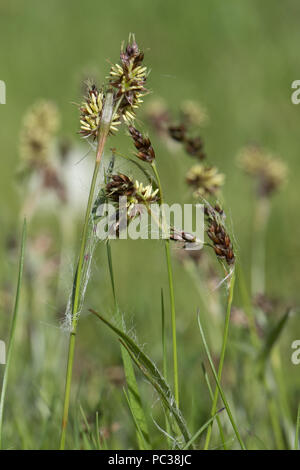 Feld woodrush oder Karfreitag Gras, Luzula campestris, ein Unkraut rush Blüte in einem Garten Rasen, April Stockfoto