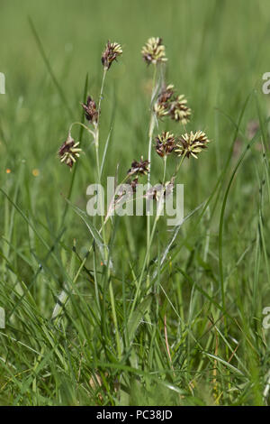 Feld woodrush oder Karfreitag Gras, Luzula campestris, ein Unkraut rush Blüte in einem Garten Rasen, April Stockfoto