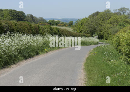 Kuh Petersilie, Anthriscus sylvestris, blühende auf einer Landstraße mit Hecken und Bäumen im Frühjahr grün, kann Stockfoto