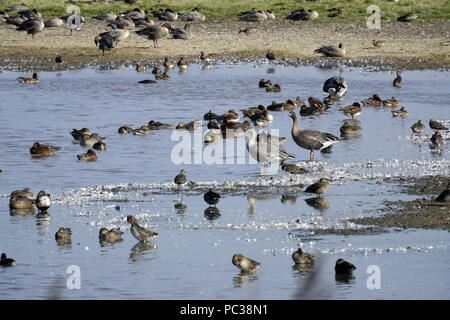 Gemischte Wasservögel Arten auf Deepale Marsh Norfolk. Rosa Gänse, Pfeifente, Teal, Kiebitz. Stockfoto