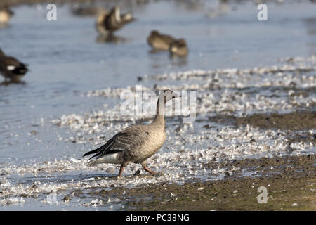 Rosa footed Goose zu Fuß über Gehäutet Federn im Deepdale Marsh Norfolk Stockfoto