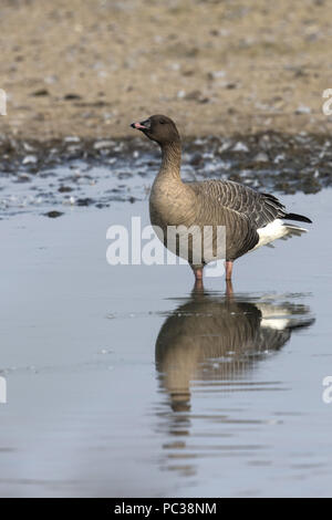Rosa footed Goose. Deepdale Marsh Norfolk Stockfoto