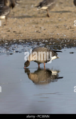 Rosa footed Goose getrunken. Deepdale Marsh Norfolk Stockfoto