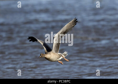 Fliegende Rosa Footed Goose im Deepdale Marsh Norfolk. Stockfoto