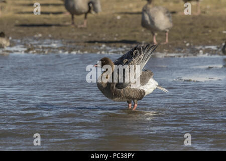 Rosa footed Goose Putzen im Deepdale Marsh Norfolk Stockfoto