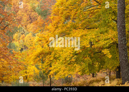 Herbst Buche Bäume an den Hängen und Hügeln über Manteigas, Parque Natural da Serra da Estrela, Portugal. Stockfoto