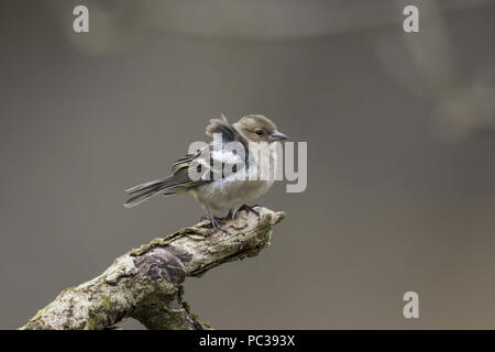 Wind, der die Federn von der weiblichen Buchfink Stockfoto