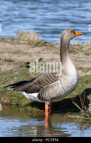 Graugans im Wasser neben einem Gras Bank Stockfoto