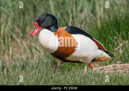 Männliche Brandente sitzen auf einem Gras Bank Stockfoto