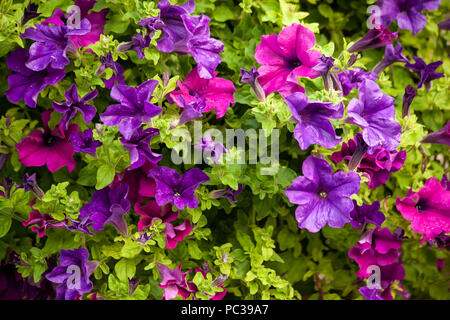 Close-up lila und rosa Petunien in einem hängenden Korb. Stockfoto