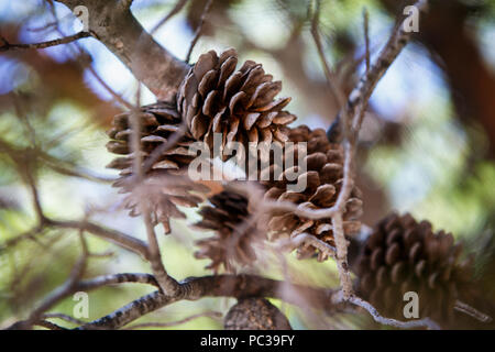 Tanne Kegel auf Filialen in Wald auf der Adria Küste in Kroatien. Kiefern wachsen auf den Strand Stockfoto
