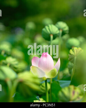 Nahaufnahme der Heilige Lotus mit verschwommenen Hintergrund Stockfoto