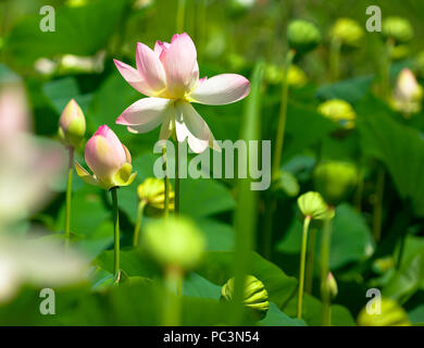 Nahaufnahme der Heilige Lotus mit verschwommenen Hintergrund Stockfoto