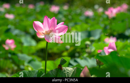 Nahaufnahme der Heilige Lotus mit verschwommenen Hintergrund Stockfoto