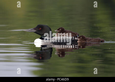 Zwei Wochen alten gemeinsamen Eistaucher (Gavia Immer) Küken reitet auf seiner Eltern zurück, während seine Geschwister schwimmt hinter - Ontario, Kanada Stockfoto