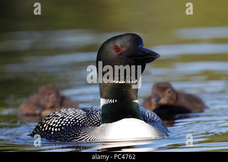 Eine gemeinsame Eistaucher (Gavia Immer) schwimmt in Richtung Kamera durch seine zwei Küken - Ontario, Kanada gefolgt Stockfoto