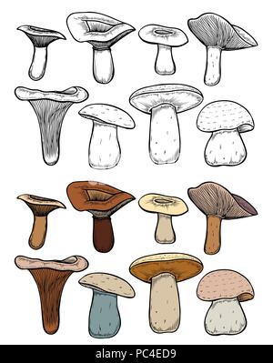 Satz von Waldpilzen - Hand gezeichnet Vektor bunten Skizze. Sammlung verschiedener Pilze mit Wurzeln, echten essbaren und giftigen Steinpilze Stock Vektor