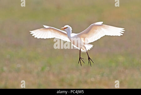 Kuhreiher im Flug Stockfoto