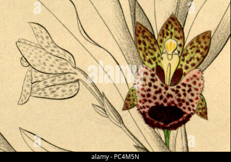 338 Kefersteinia graminea - Ausschnitt von Xenia vol1 pl 25 Abb. II (1858) Stockfoto