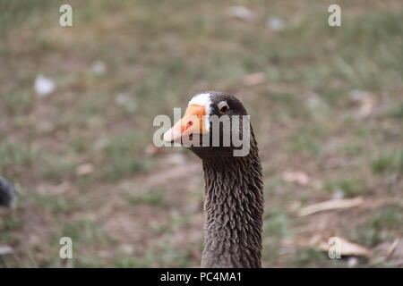 Graugans (Anser Anser) Stockfoto