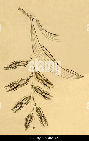 462 Pabstiella tripterantha (wie Schmetterlinge tripterantha) - Schneiden von Xenia vol1 pl 28, Abb. III (1858) Stockfoto
