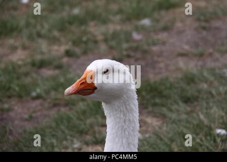 Emden Goose (Anser anser Domesticus) Stockfoto