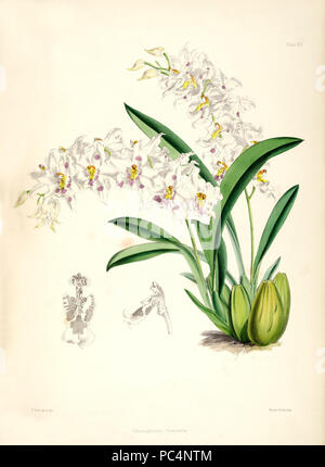 452 Odontoglossum crispum (als Odontoglossum Alexandrä)-pl. 14 - Bateman, Odont Monogr. Stockfoto