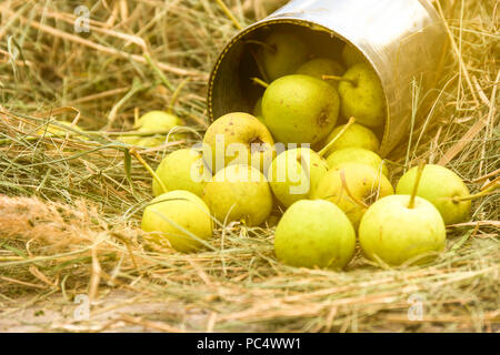 Grün dekorative Birnen in einem Zinn auf trockenem Stroh. Stockfoto