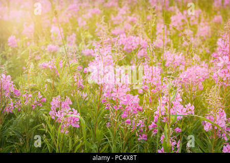 Blumen Ivan - Tee, Heilpflanze, blütenstand von Rosen in der Sonne. Stockfoto