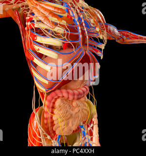 Menschliche Körper, Muskulatur, Verdauungssystem, Anatomie. Speiseröhre, Magen, Zwölffingerdarm, Dickdarm. Die menschliche Anatomie Stockfoto