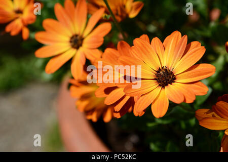 Orange African Daisy Blumen blühen in einem terracotta Blumentopf Stockfoto
