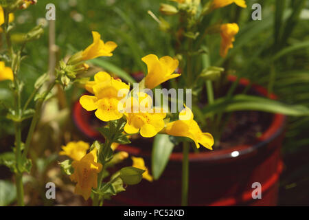 Gelbe mimulus monkey Blüten mit roten Flecken im Burgund Blumentopf wachsen Stockfoto