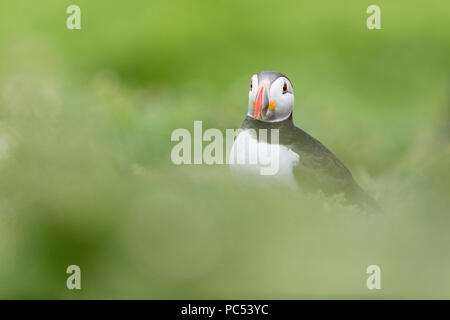 Atlantic puffin Fratercula arctica ruht im Gras auf der Insel Skomer, Pembrokeshire, Wales Stockfoto