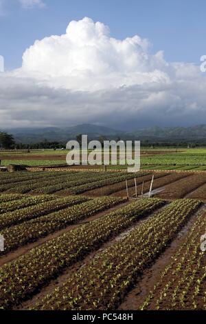 Landwirtschaftliche Felder. Kon Tum. Vietnam. | Verwendung weltweit Stockfoto