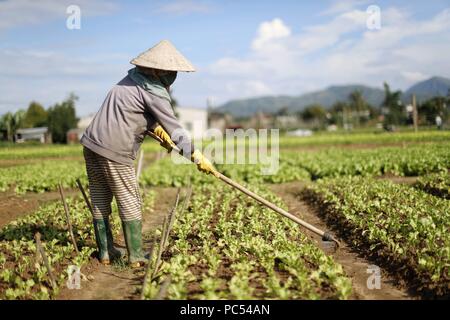 Vietnamesin arbeiten in einem Salat. Kon Tum. Vietnam. | Verwendung weltweit Stockfoto