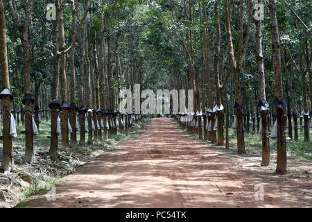 Gummibaum Plantage, Kon Tum. Vietnam. | Verwendung weltweit Stockfoto