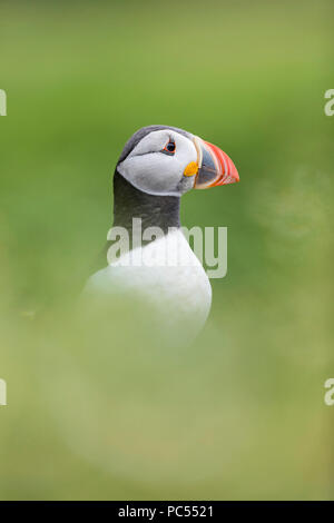 Atlantic puffin Fratercula arctica ruht im Gras auf der Insel Skomer, Pembrokeshire, Wales Stockfoto