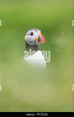 Atlantic puffin Fratercula arctica ruht im Gras auf der Insel Skomer, Pembrokeshire, Wales Stockfoto