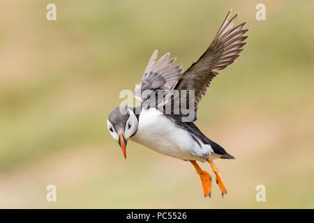 Atlantic puffin Fratercula arctica ins Land kommen im Flug auf die Insel Skomer, Pembrokeshire, Wales Stockfoto