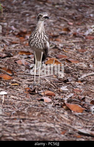 Bush Triel (Burhinus Grallarius) Stockfoto