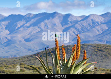 Blühende Aloe mit Bergen Stockfoto