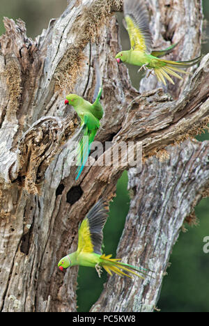 Rose-ringed Parakeet - Psittacula krameri, schön laut grünen Papagei aus Sri Lanka, Wäldern und Gärten. Stockfoto