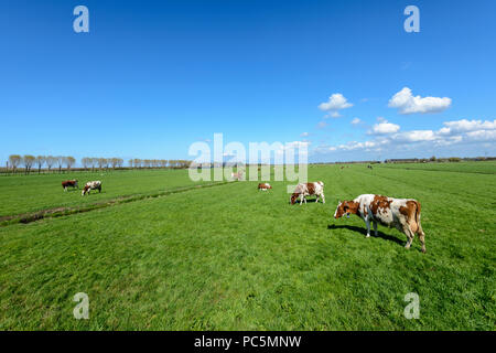 Kühe auf der Wiese in eine typische holländische Polderlandschaft in der Nähe von Rotterdam, Niederlande. Stockfoto