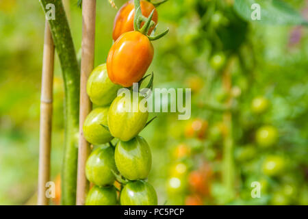 Closeup Schuß von Tomaten ropening auf der Rebe Stockfoto