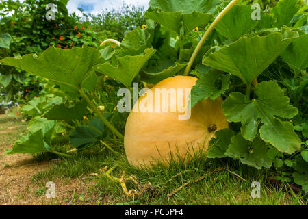 Große Kürbis in grünen Garten wachsenden Stockfoto