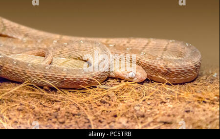 Closeup Schuß eines afrikanischen egg-eating Snake Stockfoto