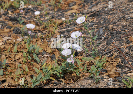 (Acker-winde Convolvulus arvensis) ist eine Pflanzenart aus der Gattung der bindweed in der Morning glory Familie (Convolvulaceae), die in Europa und Asien. Es ist ein climbi Stockfoto