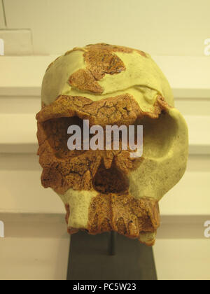 283 Homo habilis IMG 2915 Stockfoto