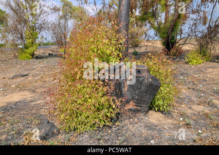 Neues Wachstum wächst aus einer gebrannten Stumpf eines Eukalyptusbaums Stockfoto