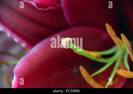 Nahaufnahme von Red Lily Blwerhead in an English, Cottage Garden, Lancashire, England, UK. Stockfoto